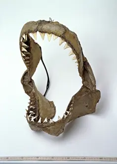 Elasmobranchii: Carcharodon carcharias, great white shark