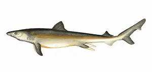 Sharks: Carcharodon carcharias, or great white shark