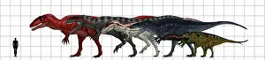 Variation: Carcharodontosauridae size chart