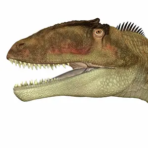 Iguidensis: Carcharodontosaurus dinosaur head