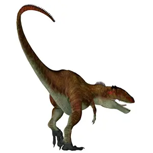Aggressive: Carcharodontosaurus dinosaur, rear view on white background