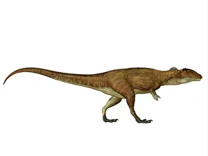 Iguidensis: Carcharodontosaurus dinosaur, side view