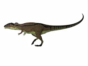 Iguidensis: Carcharodontosaurus dinosaur, side view on white background
