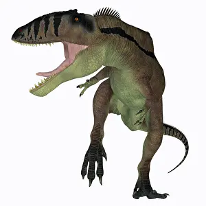 Menacing: Carcharodontosaurus dinosaur, front view on white background