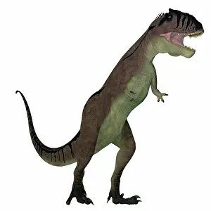 Aggressive: Carcharodontosaurus dinosaur on white background