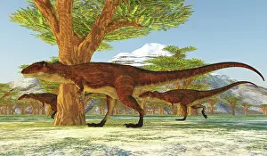 Saharicus: Carcharodontosaurus dinosaurs during the Cretaceous