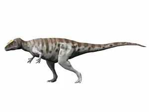 Iguidensis: Carcharodontosaurus iguidensis, Late Cretaceous of Niger