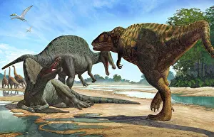Spinosaurus: A Carcharodontosaurus invades the territory of two ?