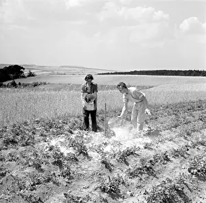 Sprayed: Carcinogenic pesticide