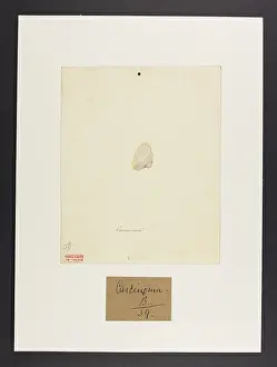 Ucl Library Services Digital Collections: Carcinoma