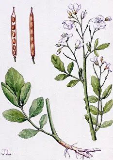Amara: Cardamine amara