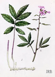 Cardamine: Cardamine bulbifera