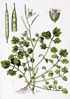 Cardamine: Cardamine flexuosa