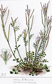 Snelling: Cardamine hirsuta