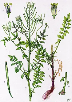 Leaved: Cardamine impatiens