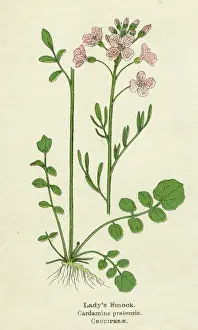 Pratensis: CARDAMINE PRATENSIS