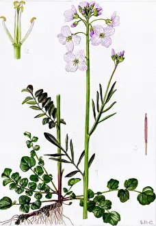 Pratensis: Cardamine pratensis