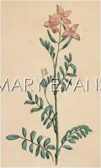 Pratensis: CARDAMINE PRATENSIS