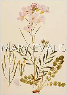 Pratensis: CARDAMINE PRATENSIS