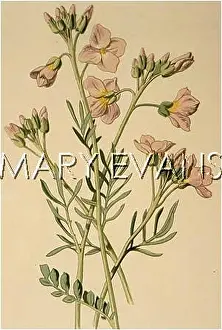 Pratensis: CARDAMINE PRATENSIS