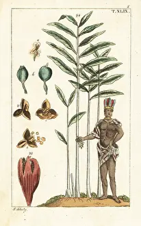 Gottlieb Tobias Wilhelm: Cardamom tree, Elettaria cardamomum