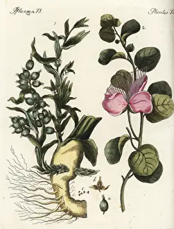 Spinosa: Cardamon and caper plants