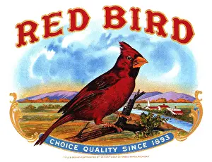 Twig: Cardinal