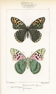 Pauquet: Cardinal butterfly, Argynnis pandora