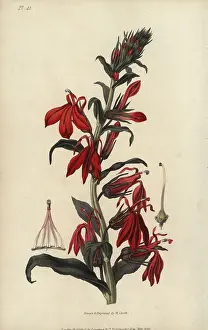 Cardinalis: Cardinal flower, Lobelia cardinalis
