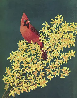 Perching: Cardinal on Flowers