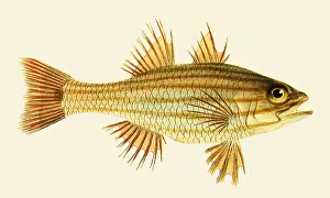 Cardinalfish: Cardinalfish