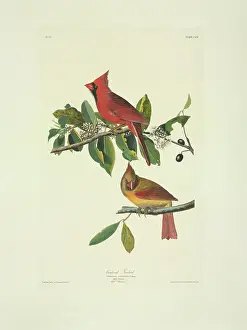 Almond: Cardinalis cardinalis, northern cardinal
