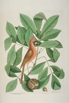 Cardinalis: Cardinalis cardinalis, northern cardinal