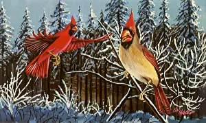 Cardinals: Cardinals in Flight