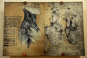 Draw: Cardiovascular system Leonardo da vinci's drawing