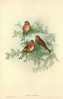 Cupressaceae: Carduelis cannabina, common linnet