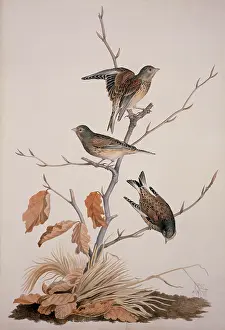 Carduelis: Carduelis cannabina, common linnet