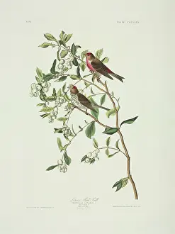 Carduelis: Carduelis flammea, common redpoll