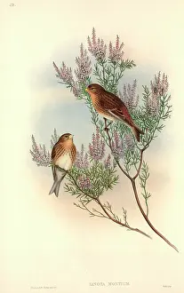 Carduelis: Carduelis flavirostris, twite