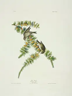 Pinus: Carduelis pinus, pine siskin