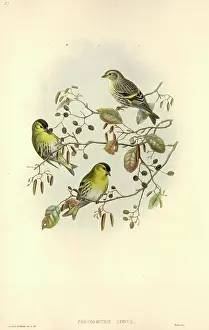Catkin: Carduelis spinus, Eurasian siskin
