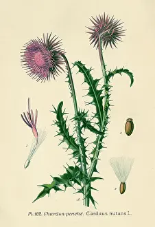 Chardon: Carduus Nutans