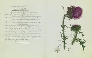 Eudicot: Carduus nutans, musk thistle