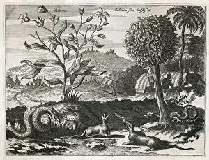 Unspoilt: CARIBBEAN LANDSCAPE 1520