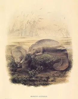 Emerges: Caribbean Manatee