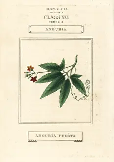 Tendril: Caribbean pygmymelon, Psiguria pedata