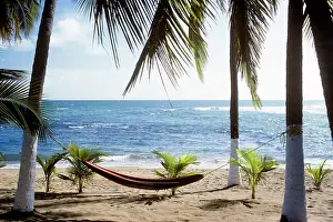 Ble001: Caribbean Scenic Hammock and Palms on Beach at