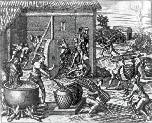 Inhumane: Caribbean Slave Trade, Slaves Working Sugar Mill