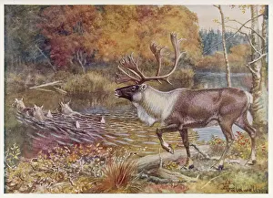 Caribou: CARIBOU/ENCY. OF SPORT