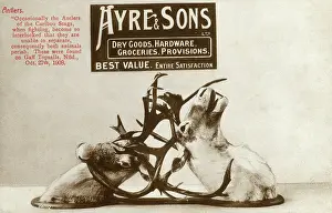 Gaff: Two Caribou with locked antlers
